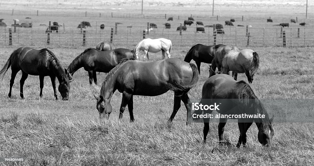 Campo di cavalli - Foto stock royalty-free di Agricoltura