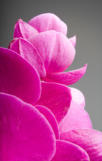orchid stock photo