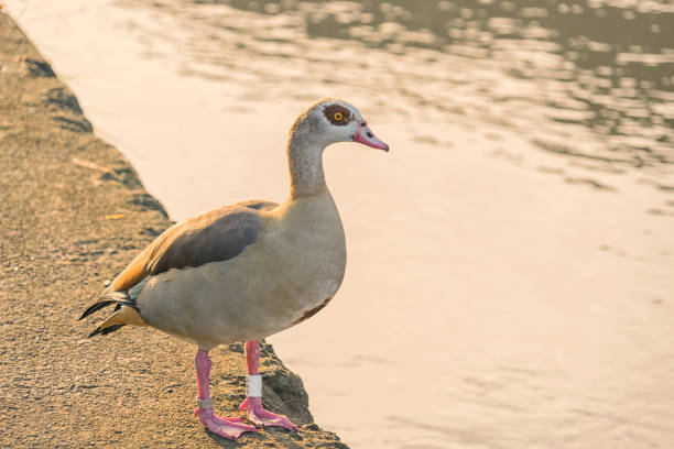 Egyptian Goose standing on wall beside a river