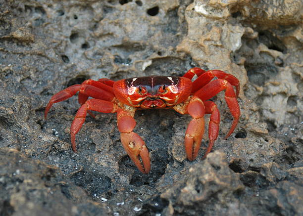 close-up of rare red crab of the christmas island, australia - julön bildbanksfoton och bilder