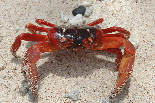 rare red crab of christmas island (australia) - julön bildbanksfoton och bilder