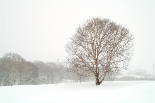 solitary tree in coated  snow field