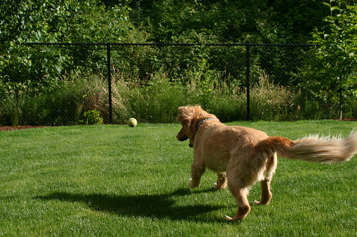 A dog in the back yard chasing a tennis ball.