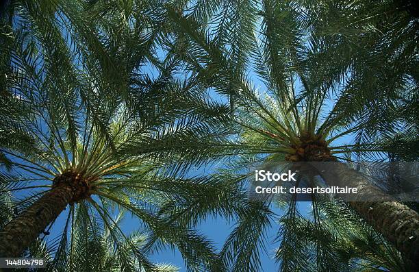 Photo libre de droit de Palmier Du Mexique Canopée banque d'images et plus d'images libres de droit de Palmier - Palmier, Scottsdale, Arbre