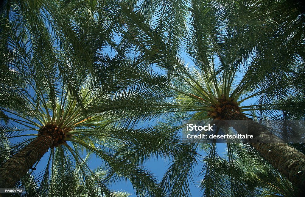 Washingtonia robusta de copa de árvores - Foto de stock de Palmeira royalty-free