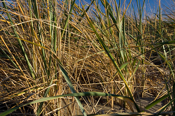 Beach Grass stock photo