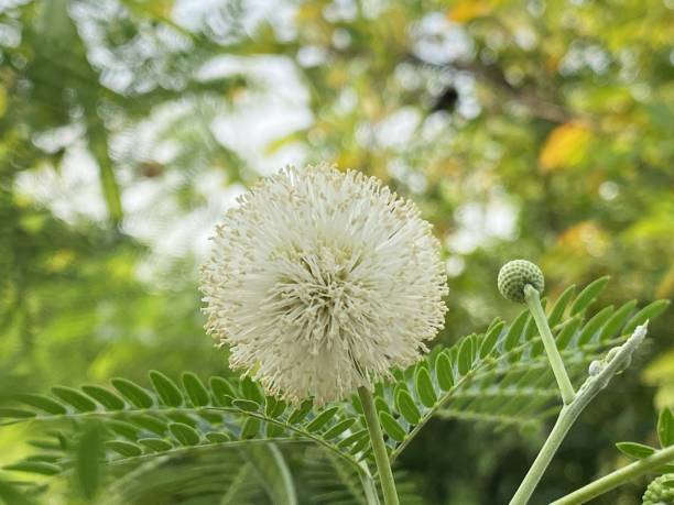 istock leucaena glauca flower in nature garden 1448049104
