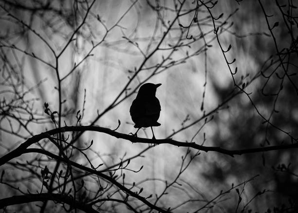 istock Low angle view of bird perching on branch against sky 1448050668