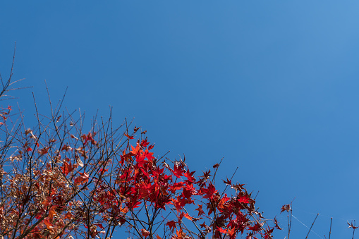 Colorful fallen autumn leaves nature background