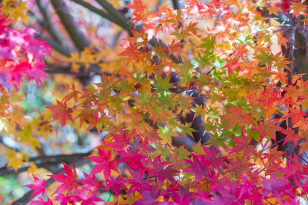 Vibrant maple leaves floating on calm water surface, displaying rich autumn colors. The reflection and ripples in the water add a dynamic element to the natural scene.