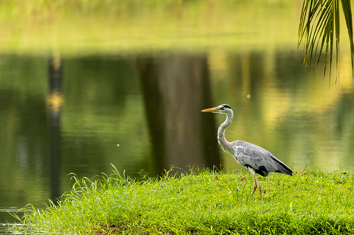 The Grey Heron (Ardea cinerea) is grey-backed bird with long legs, a long white neck, bright yellow bill and a black eyestripe.