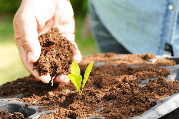 istock Tree growing with hand, eco earth day, save world, save earth, go green 1448051304