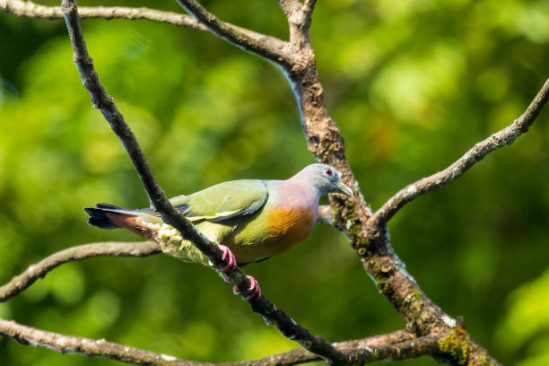 istock Thick-billed Green Pigeon (Treron curvirostra) 1448051511