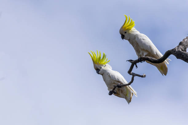 sulphur-crested cockatoo (cacatua galerita) - 小葵花美冠鸚鵡 個照片及圖片檔