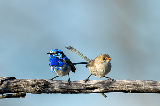 A adult male and female Superb Fairywren's (Malurus cyaneus) perched on a branch.