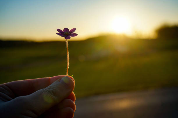 Cropped hand holding flower against sky during sunset