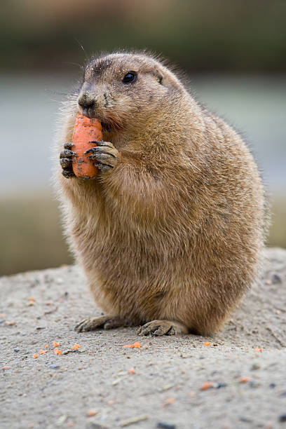 istock Prairie dog eating a carrot 144805266