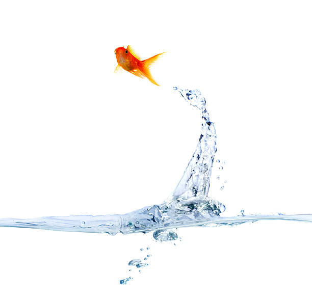 Jumping goldfish leaving behind a clear water splash