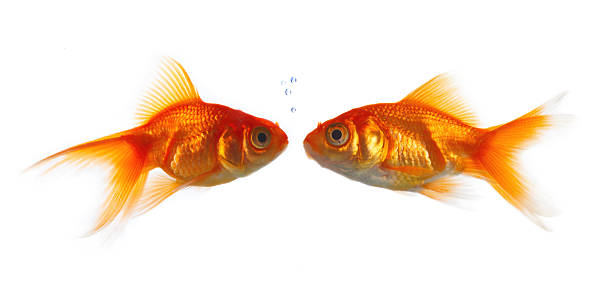 istock Goldfish kissing against white background 144805281