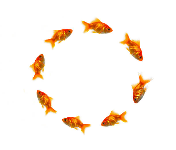 Close-up of goldfish in a circle