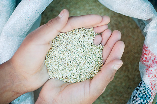 An over head view of a mans hands holding grains at a market.