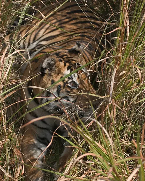 Bengal tigress with beautiful eyes hides in the grass in India.  Taken from elephant back in Kanha National Park.