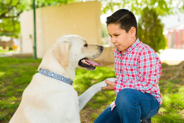 Beautiful yellow labrador dog giving the paw to his buddy while playing together and having fun in the park outdoors