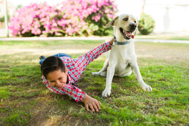 Excited young kid laughing and having fun while playing with his happy yellow labrador outdoors like friends