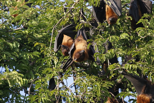 Fruit Bats (Pteropus alecto), also known as Flying foxes, resting in a tree during the day in Queensland, Australia.
