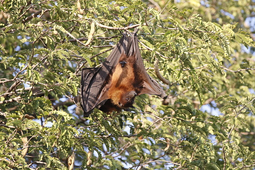 View of great Indian Fruit Bat