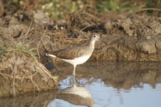 istock Wood Sandpiper 1448054920