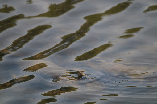 Water Snake Head
