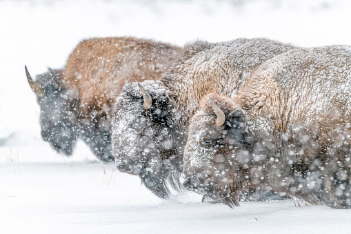 Bison or buffalo walking in heavy blizzard snow already 2 feet deep in December in Yellowstone National Park, Montana and Wyoming, USA