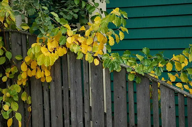 section of wooden fence lined by fall colored leaves green and yellow, with green wood building in background