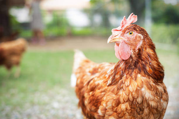 istock Domestic chicken portrait 1448057615