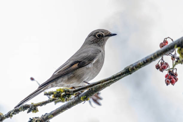 istock Townsend's Solitaire bird perched on a cotoneaster berry tree branch 1448057626