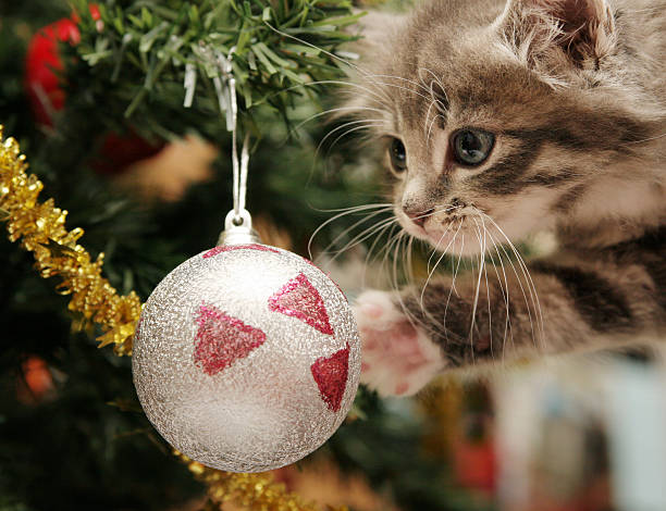 A kitten looking at a Christmas tree ornament  stock photo