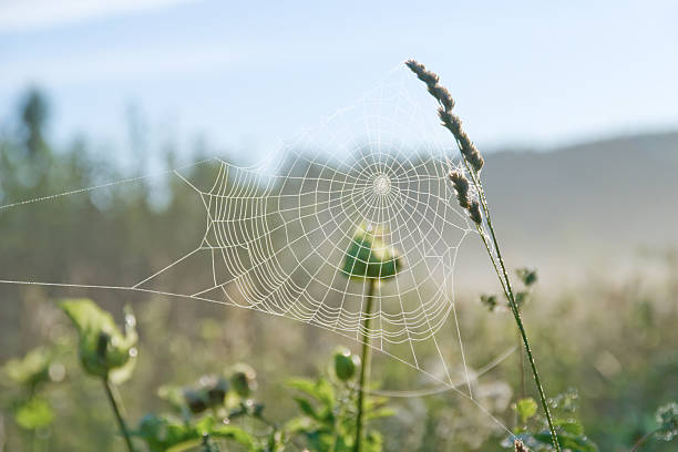 Cтоковое фото 's web-паук