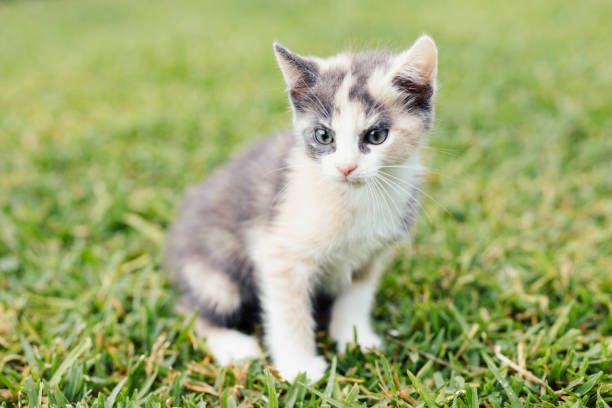 istock Fluffy Small 8 week old Calico Tri Colored Kitten exploring backyard outdoors on grass 1448058655
