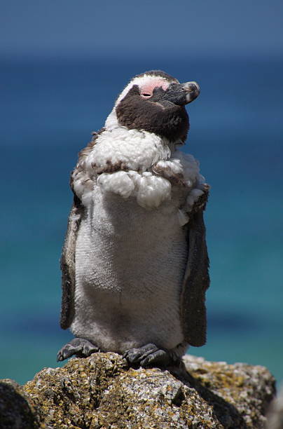 African Penguin stock photo