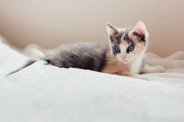 istock Fluffy Cute Calico Tri Colored Young Kitten Sitting and Laying Down on a Bed 1448058804