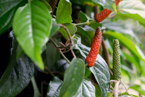 red Piper Longum. Close up red Piper Longum, Piper retrofractum in garden (long pepper) ; A creeper plant. capsicum annuum longum stock pictures, royalty-free photos & images