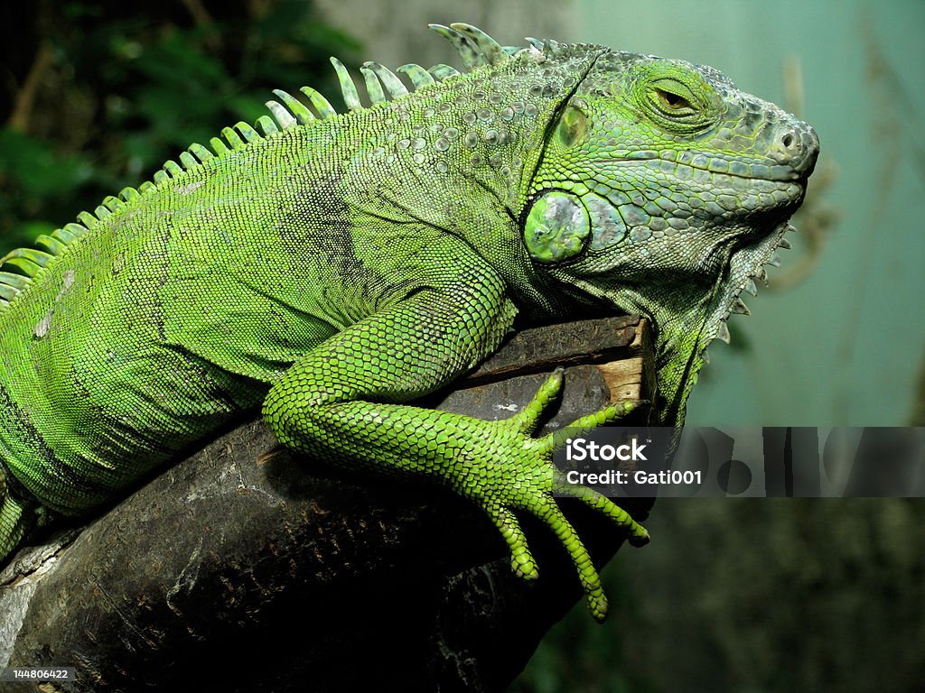 爬虫類の上にのんびりとしたブランチ - イグアナのロイヤリティフリーストックフォト