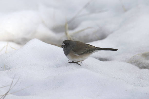 istock Dark-eyed Junco (Pink-sided) (junco hyemalis) foraging in the snow 1448064334