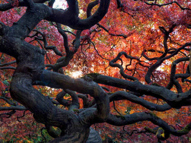 érable japonais en automne, north vancouver, canada - district of north vancouver photos et images de collection