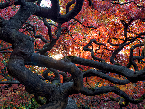 Japanese Maple Tree in autumn, North Vancouver, Canada