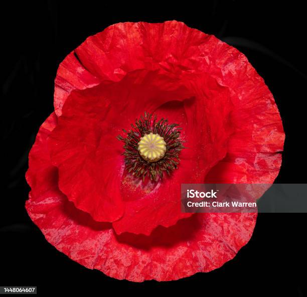 Poppy Stock Photo - Download Image Now - Poppy - Plant, Cut Out, Petal
