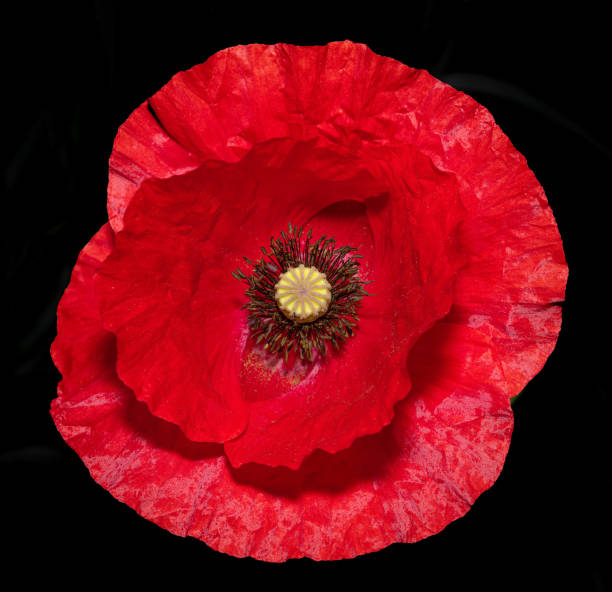 poppy (papaver rhoeas) - field poppy single flower flower imagens e fotografias de stock