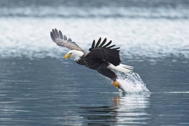 istock Bald eagle snatches a fish from the lake. 1448064757