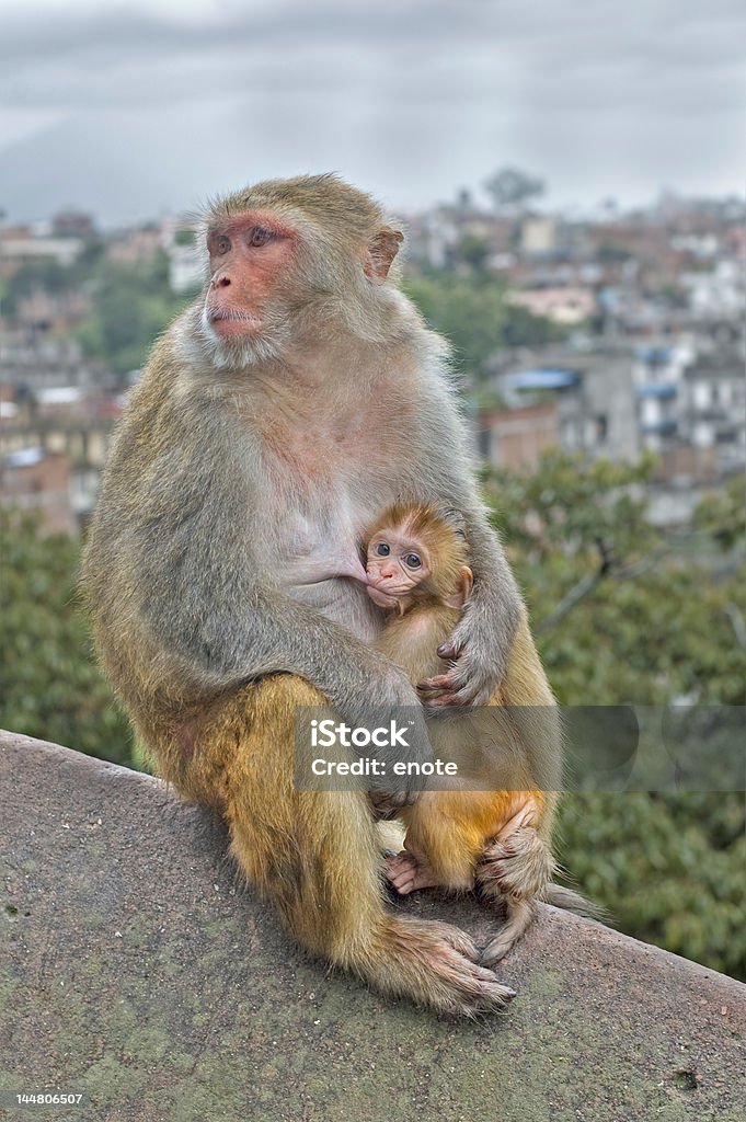 Mãe e seu bebê Macaco - Royalty-free Alimentação Saudável Foto de stock